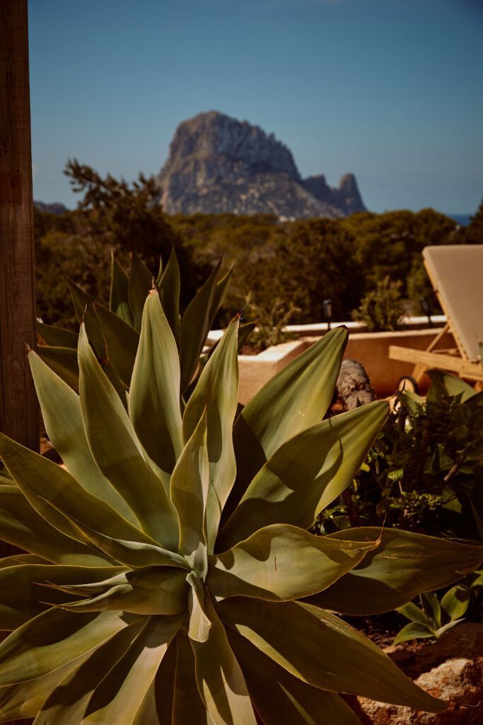 Detalle de ágave con vistas a Es Vedrà en Sa Païssa den Botja Ibiza
